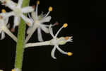 Coastal false asphodel